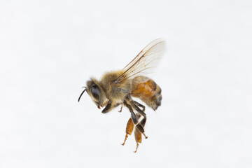 Characteristics  of  Honey bee and Stingless bee (Hymenoptera)  for education in laboratory.