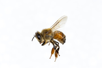 Characteristics  of  Honey bee and Stingless bee (Hymenoptera)  for education in laboratory.