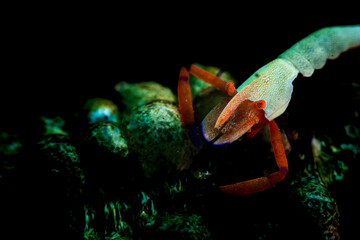 Imperial shrimp on a sea cucumber 