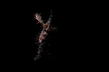 A pipe fish 