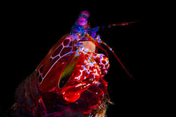 A peacock mantis shrimp
