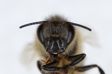 Characteristics  of  Honey bee and Stingless bee (Hymenoptera)  for education in laboratory.