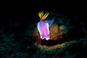 A purple nudibranch on the reef