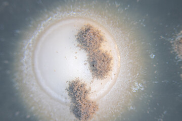 Backgrounds of Characteristics  of Bacteria and Fungi  for education in Microbiology laboratory.