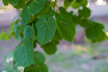 Fototapeta na wymiar Natural background with green leaves Cersis European