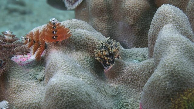 Spirobranchus giganteus. Many multicolored polychaete worms live on coral. They open like a flower bud.