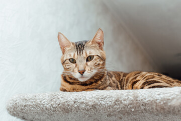 Young cute bengal cat laying on a soft cat's shelf of a cat's house.