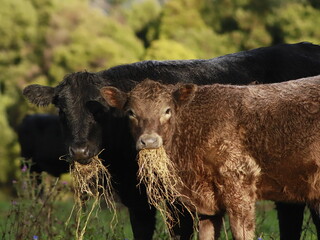 Fototapeta premium two cows looking the camera when they eating hay