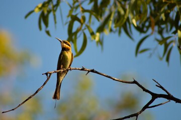 rainbow bee eater on a branch