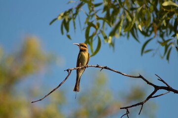 rainbow bee eater on a branch