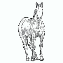 Vintage hand drawn sketch  pony horse head