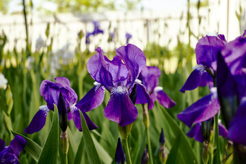 blue iris blooming in the garden in spring