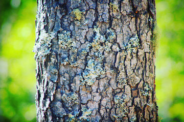 Fototapeta premium Corteza Nothofagus