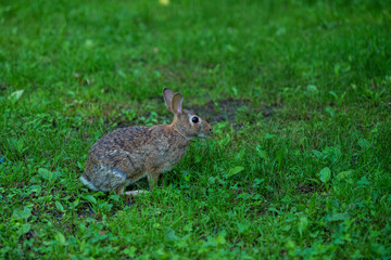 Wild Hare Close-Up. Hare, Sitting On The Green Grass Under The Sun. Single Wild Brown Hare Sitting On The Green Field Of Wheat. Big Wild Hare On Green Background.