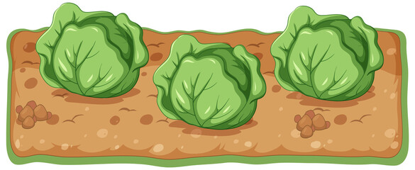 Cabbage plant growing with soil cartoon
