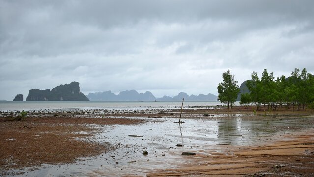 Mangrove forest neary Tha Tondo village in Yao Noi Island, Phang-nga, THAILAND.