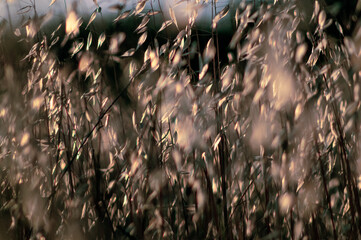 oat - grasses - baclight - soft - agricultural - scene 1