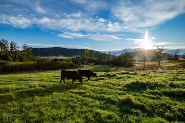 cows in the field with a beautiful landscape in a valley  during the sunrise in Tasmania