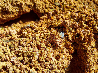 sauva ant walking over the anthill