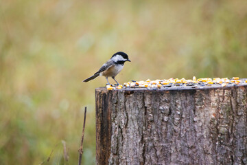 Bird with Corn