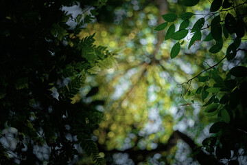 Tree canopy layer of leaves, branches, and stems of trees