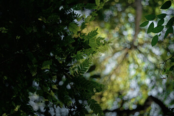 Tree canopy layer of leaves, branches, and stems of trees