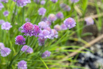 Particolare di fiore viola da giardino