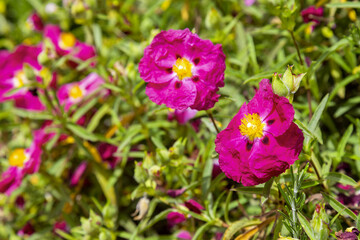 Particolare di fiore viola da giardino