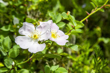 Particolare di fiore bianco da giardino