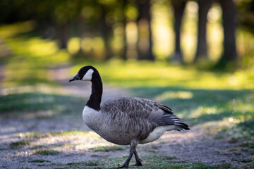 Goose