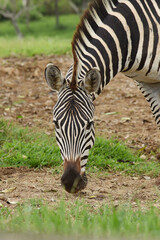 Fototapeta na wymiar close up of zebra in safari