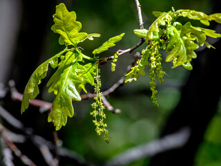 branch of a flowering oak with young leaves