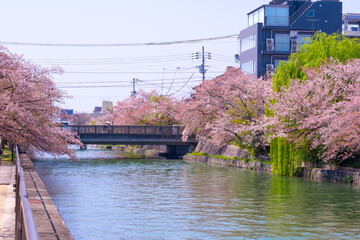 Kyoto, spring in the city, Cherry Blossoms