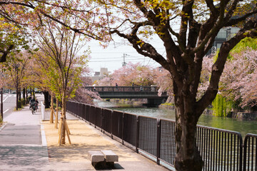 Kyoto, spring in the city, Cherry Blossoms