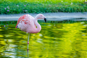 pink flamingo in water