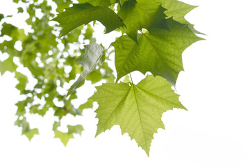 緑の葉　プラタナス