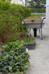 garden wheelbarrow with seedlings of flowers in the yard