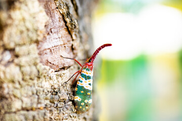 Beautiful Lanternfly Pyrops Candelaria Or Fulgorid Bug, Planthopper Crawling On The Tree At Park In Summer.