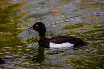 ducks swimming in a pond in park