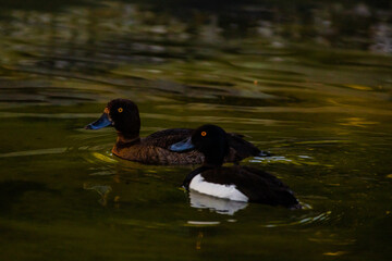 ducks swimming in a pond in park