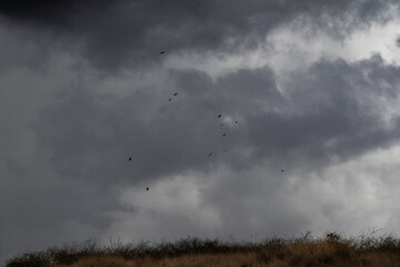 Group of doves in the mountain on a cloudy day