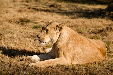 Fototapeta na wymiar Lioness resting in the African savannah on a hot day in South Africa, this is the great predator of Africa and the star of African safaris, as well as one of the big five of Africa.