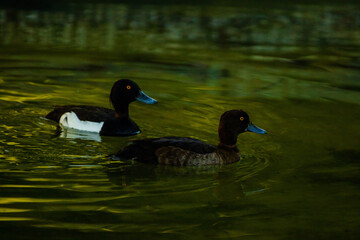 ducks swimming in a pond in park