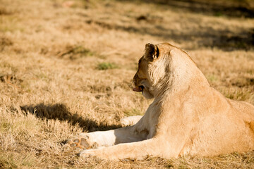 Lioness sticking out her tongue at the sight of prey in the African savannah of South Africa, one of the most dangerous predators in the world and one of the five largest in Africa.