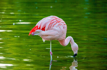 Greater Flamingo walking on lake