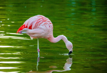 Greater Flamingo walking on lake
