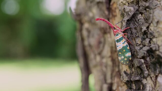 Beautiful Lanternfly Pyrops Candelaria Or Fulgorid Bug, Planthopper Crawling On The Tree At Park.