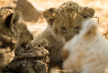 Fototapeta na wymiar Beautiful look of lion cub in the African savannah of South Africa, it is one of the big five of Africa, the great African predator and the star of safaris.