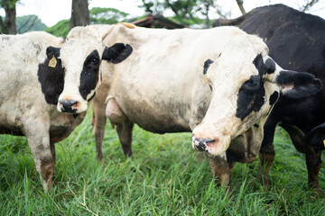 Herd of dairy cows eat organic grass in green meadow pasture field. 
