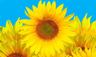 Field of blooming yellow sunflowers 